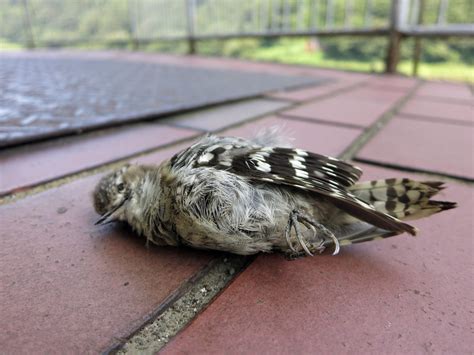 鳥死|死んだ野鳥を見つけた方へ